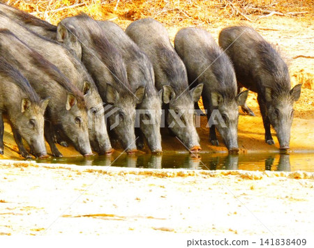 Indian Wild Boar Indian Wild Boar 141838409