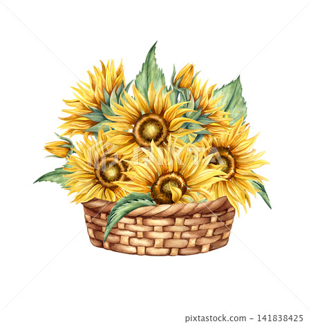 Watercolor sunflowers bouquet in rustic wicker basket. Hand drawn illustration with bright yellow flower heads, green leaves. Warm seasonal composition isolated from background for cards, printing 141838425