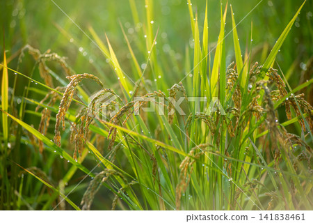 來自塞拉鎮3號的稻米圖片 來自塞拉鎮3號的稻米圖片 141838461