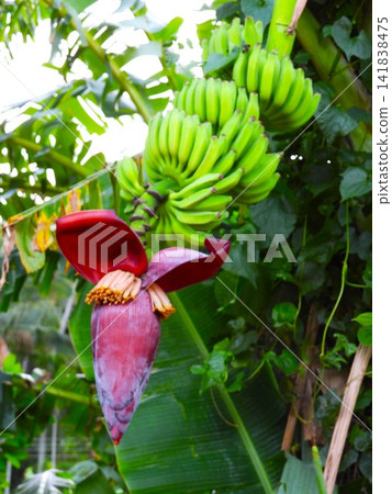 Banana flower and fruit 141838475