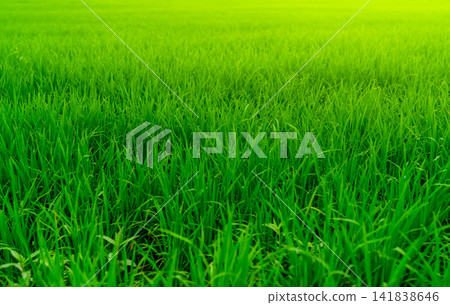 Rice plantation. Green rice paddy field. Organic rice farm in asia. Rice growing agriculture. Green paddy field. Paddy-sown ricefield cultivation. Asian food. Green grass leaves with raindrops. 141838646