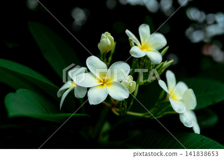 Closeup Frangipani flowers with green leaves on blurred bokeh background. White Plumeria flower bloom in the garden. Tropical plant. Gentle white petal and yellow in center of flower. Spa wallpaper. Closeup Frangipani flowers with green leaves on blurred bokeh background. White Plumeria flower bloom in the garden. Tropical plant. Gentle white petal and yellow in center of flower. Spa wallpaper. 141838653