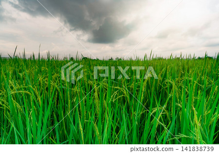 Green rice paddy field. Rice plantation. Organic jasmine rice farm in Asia. Rice growing agricultural farm. Beautiful nature of farmland. Asian food. Paddy field with stormy sky. Plant cultivation. 141838739