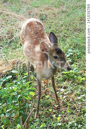 A close-up of a wild Japanese deer standing in a summer grassland. A close-up of a wild Japanese deer standing in a summer grassland. 141838769