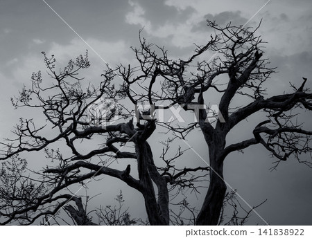 Silhouette dead tree on dark dramatic sky and white clouds background for peaceful death. Despair and hopeless concept. Sad of nature. Death and sad emotion background. Dead branches unique pattern. Silhouette dead tree on dark dramatic sky and white clouds background for peaceful death. Despair and hopeless concept. Sad of nature. Death and sad emotion background. Dead branches unique pattern. 141838922
