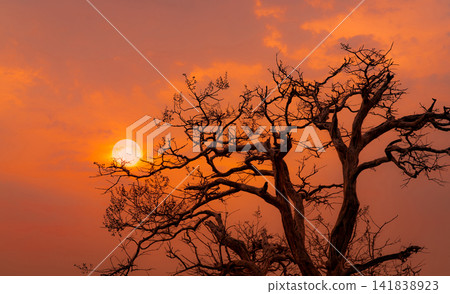 Beautiful silhouette leafless tree and sunset sky. Romantic and peaceful scene of sun, and red sky at sunset time with beauty pattern of branches. Fall season with tranquil nature. Beauty in nature. Beautiful silhouette leafless tree and sunset sky. Romantic and peaceful scene of sun, and red sky at sunset time with beauty pattern of branches. Fall season with tranquil nature. Beauty in nature. 141838923