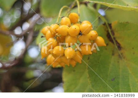 Fruit of Maruba Chishanki Fruit of Maruba Chishanki 141838999
