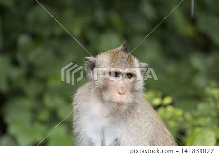 Close up of a wild long tailed macaque sitting in a tropical forest with natural green background. Wildlife behavior, biodiversity and nature conservation in Southeast Asia. Responsible ecotourism. Close up of a wild long tailed macaque sitting in a tropical forest with natural green background. Wildlife behavior, biodiversity and nature conservation in Southeast Asia. Responsible ecotourism. 141839027