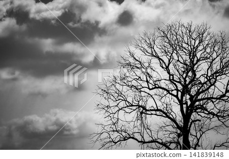 Leafless tree silhouette beneath dramatic storm clouds. Moody natural landscape. Loneliness, solitude, winter season, environmental change, emotional concept and atmospheric weather background. 141839148