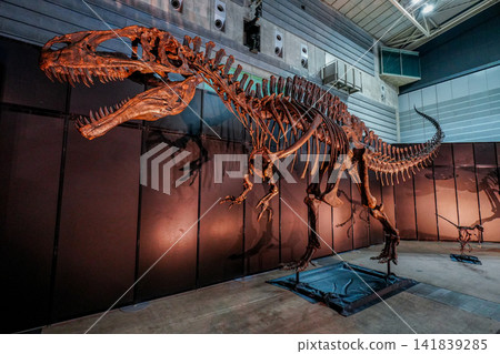 Fossils of dinosaurs Fossils of dinosaurs 141839285
