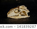 Skulls of small animals 141839287