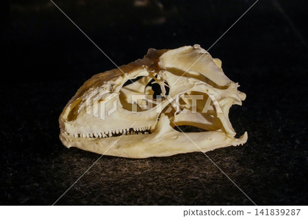 Skulls of small animals Skulls of small animals 141839287