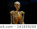 Human skeleton specimen 141839288