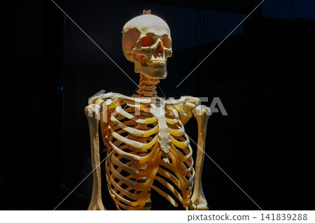 Human skeleton specimen Human skeleton specimen 141839288