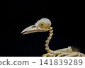 Bird skeleton specimens 141839289