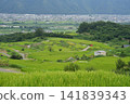 夏日梯田美景 141839343