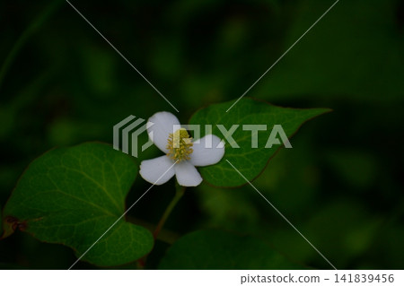 北達見花 北達見花 141839456