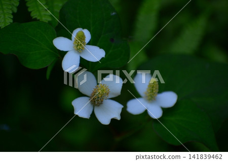 北達見花 北達見花 141839462