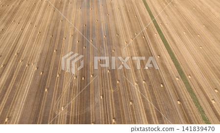 Harvested straw bales hay aerial drone view captures a vast agricultural field freshly bales harvested wheat field common wheat Triticum aestivum, long, precise parallel tracks heavy farm machinery Harvested straw bales hay aerial drone view captures a vast agricultural field freshly bales harvested wheat field common wheat Triticum aestivum, long, precise parallel tracks heavy farm machinery 141839470