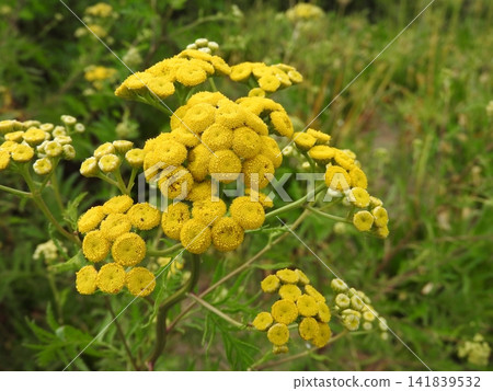 Tansy, a herb belonging to the Asteraceae family. Tansy, a herb belonging to the Asteraceae family. 141839532