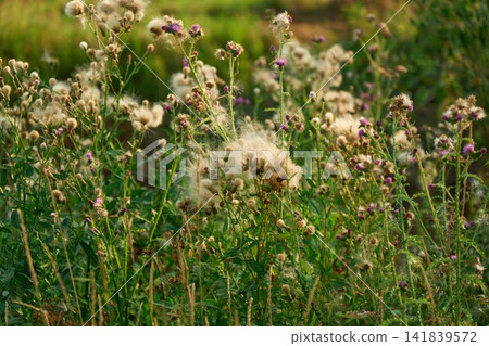 Fluffy Seed Heads of Creeping Thistle in Sunset Light Fluffy Seed Heads of Creeping Thistle in Sunset Light 141839572