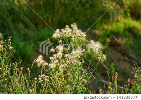 Fluffy Seed Heads of Creeping Thistle in Sunset Light Fluffy Seed Heads of Creeping Thistle in Sunset Light 141839574