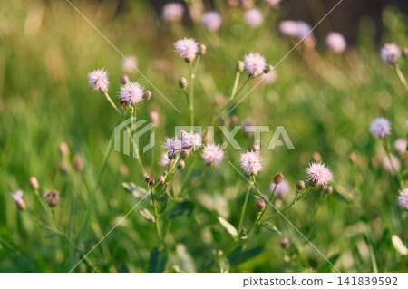 Wild Cirsium Arvense Inflorescence in Summer Field Wild Cirsium Arvense Inflorescence in Summer Field 141839592