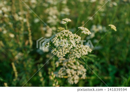 Blooming Common Yarrow Achillea Millefolium in Summer Meadow Blooming Common Yarrow Achillea Millefolium in Summer Meadow 141839594