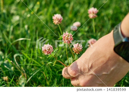 Two Tone White and Pink Variegated Clover Pattern for Eco Design Two Tone White and Pink Variegated Clover Pattern for Eco Design 141839599