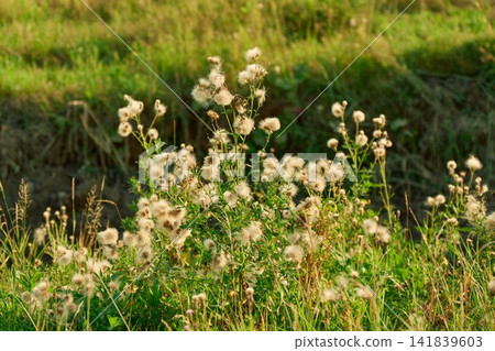 Fluffy Seed Heads of Creeping Thistle Cirsium Arvense Fluffy Seed Heads of Creeping Thistle Cirsium Arvense 141839603