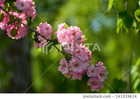Beautiful Pink Apple Tree Branch Blooming in Spring Garden 141839614