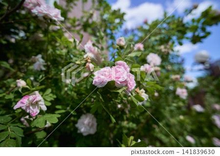 Soft pink ruffled wild rose petals on a dense green leafy bush Soft pink ruffled wild rose petals on a dense green leafy bush 141839630