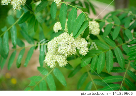 Blooming Spirea Sorbifolia Branch with White Flowers Clusters Blooming Spirea Sorbifolia Branch with White Flowers Clusters 141839666