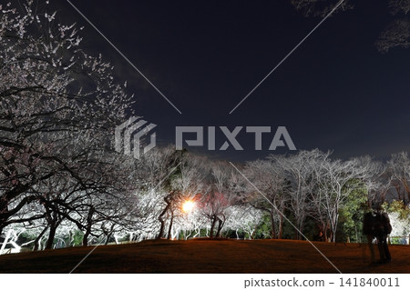 府中市鄉土森林博物館梅花節彩燈 府中市鄉土森林博物館梅花節彩燈 141840011