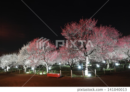 府中市鄉土森林博物館梅花節彩燈 府中市鄉土森林博物館梅花節彩燈 141840013