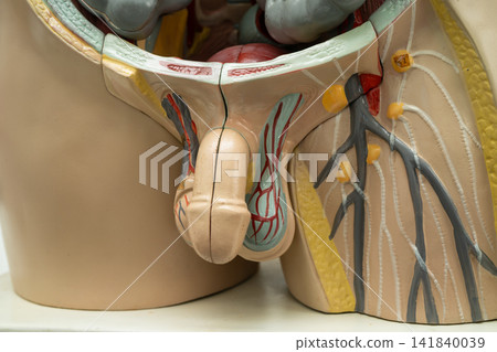 Penis and urinary system human anatomy model. Penis and urinary system human anatomy model. 141840039