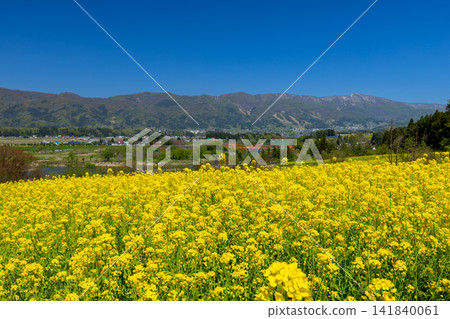 A panoramic view of rapeseed fields, the Chikuma River, and the Ozeki Bridge from Nanohana Park, located on a hill overlooking the Chikuma River in Mizuho, Iiyama City, Nagano Prefecture. A panoramic view of rapeseed fields, the Chikuma River, and the Ozeki Bridge from Nanohana Park, located on a hill overlooking the Chikuma River in Mizuho, Iiyama City, Nagano Prefecture. 141840061