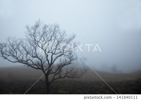Tree wrapped in fog Tree wrapped in fog 141840111
