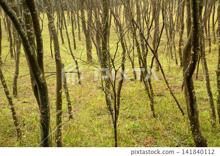 Beech forest in early spring with morning sun shining through it Beech forest in early spring with morning sun shining through it 141840112