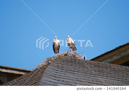 Two white storks standing together on a large nest built on a traditional rooftop against a clear blue sky, Strasbourg, Alsace, France. Wildlife scene showing nesting birds and natural behavior. Two white storks standing together on a large nest built on a traditional rooftop against a clear blue sky, Strasbourg, Alsace, France. Wildlife scene showing nesting birds and natural behavior. 141840164