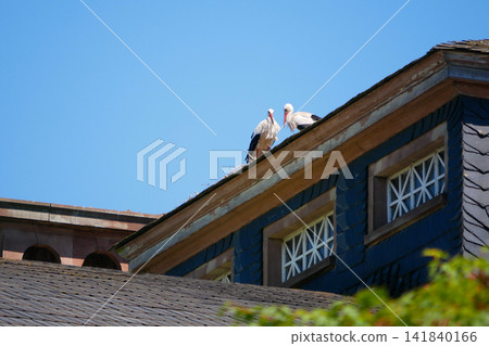 Two white storks standing together on a large nest built on a traditional rooftop against a clear blue sky, Strasbourg, Alsace, France. Wildlife scene showing nesting birds and natural behavior. Two white storks standing together on a large nest built on a traditional rooftop against a clear blue sky, Strasbourg, Alsace, France. Wildlife scene showing nesting birds and natural behavior. 141840166