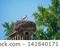 Adult stork with two chicks in large nest, Strasbourg, Alsace, France. Wildlife, family care and nature conservation concept. 141840171