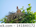 White stork standing on a large nest made of branches against a clear blue sky, Strasbourg, Alsace, France. Wildlife scene symbolizing nesting, breeding, spring and European countryside. 141840172