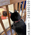 A black cat is surprised to meet a baby for the first time. A black cat is surprised to meet a baby for the first time. 141840199