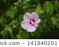 Close view of purple hibiscus flowers blooming in a garden, highlighting the beauty of tropical plants, colorful petals and natural floral details. 141840201
