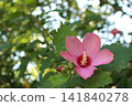 Hibiscus (pink) 141840278