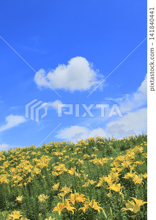 Fujimi Highlands: Lilies and Blue Sky Fujimi Highlands: Lilies and Blue Sky 141840441