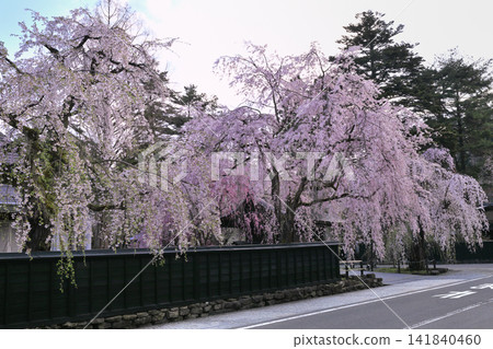 Weeping cherry trees along the samurai residence street in Kakunodate Weeping cherry trees along the samurai residence street in Kakunodate 141840460