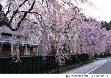 Weeping cherry trees along the samurai residence street in Kakunodate Weeping cherry trees along the samurai residence street in Kakunodate 141840461