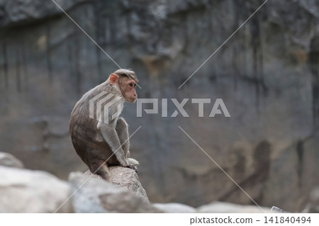 A bonnet monkey sitting sideways. A bonnet monkey sitting sideways. 141840494